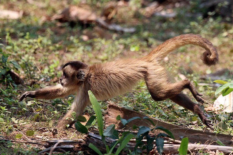 File:Black-striped capuchin (Cebus libidinosus).JPG