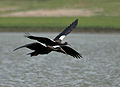 Black Ibis (Pseudibis papillosa) in flight W IMG 0045.jpg