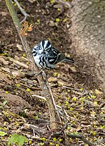Thumbnail for File:Black and white warbler in GWC (21462).jpg
