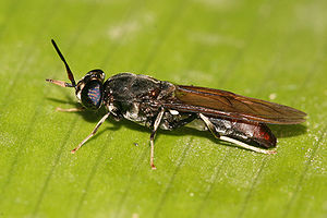 Black Soldier fly