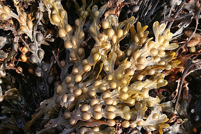 Species like Fucus vesiculosus produce numerous gas-filled pneumatocysts (air bladders) to increase buoyancy.