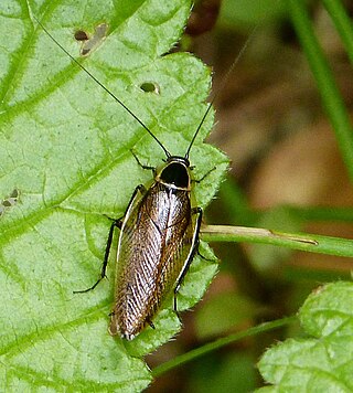 <i>Ectobius sylvestris</i> Species of cockroach