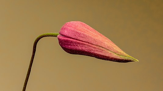 Bloemknop van een Clematis texensis ´Princess Diana´. 20-07-2021 (actm.)