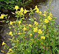 Mimulus luteus