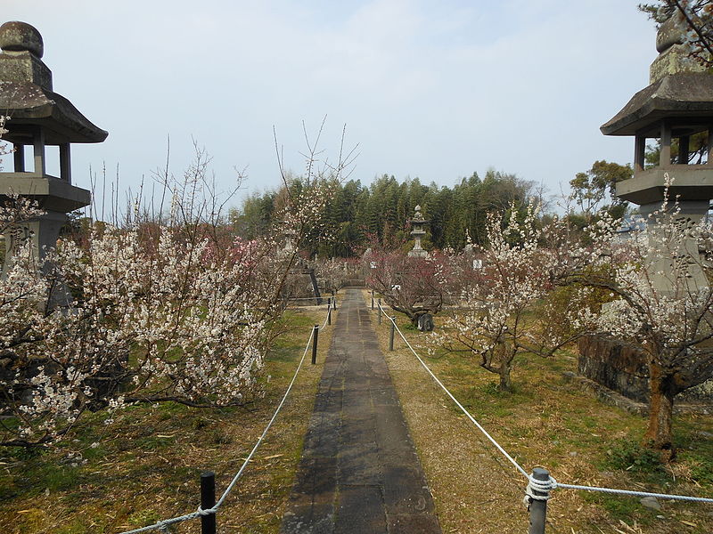 File:Bloomed plum trees Kōden-ji graves area 2016.JPG