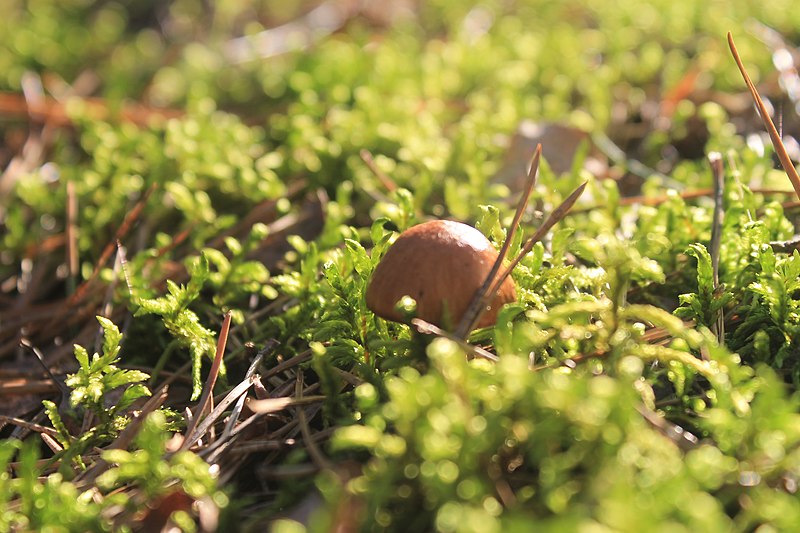 File:Boletus luteus.jpg