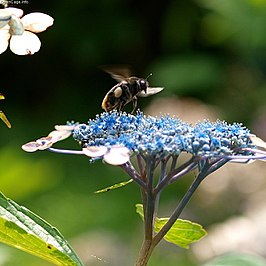 Bombus ignitus