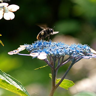 <i>Bombus ignitus</i>