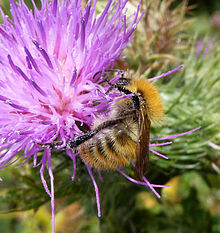 An adult moss carder bee on thistle, covered in pollen Bombus muscorum thistle.jpg