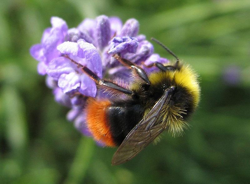 File:Bombus pratorum-01 (xndr).jpg