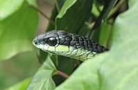 Boomslang