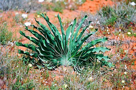 Special plant. Boophane haemanthoides. Boophone disticha. Боофоне цветы. Бофоне цветок.