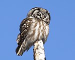 Boreal Owl (Aegolius funereus) (8615263478).jpg