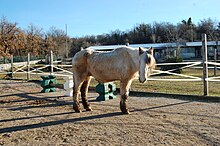 A horse with Cushing's Borse Cushing's.jpg