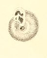 Boston Journal of Natural History, v.7.-Plate 4-fig18-Helix Texasiana.jpg