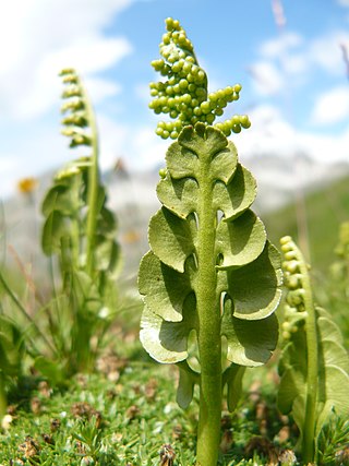 <i>Botrychium lunaria</i> Species of fern in the family Ophioglossaceae