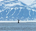 Showing fluke near ice edge north of Baffin Island