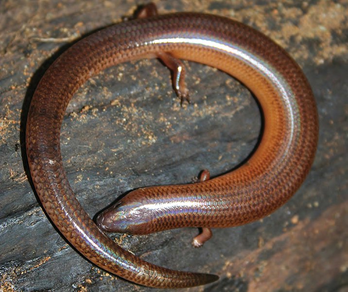 File:Brachymeles kadwa - ZooKeys-266-001-g055.jpg