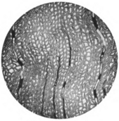 Brachyoxylon woodworthianum Brachyoxylon woodworthianum holotype transverse section Torrey 1923 Plate12 fig37.png