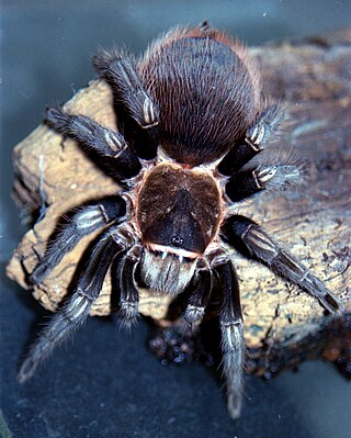 <i>Tliltocatl sabulosus</i> Species of spider