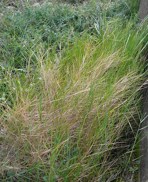 Brachypodium retusum hivern Canyelles