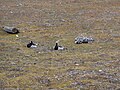 Pair with goslings; Ny-Ålesund, Spitsbergen, Svalbard