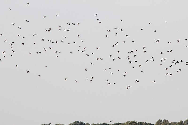 File:Brewer's Blackbirds, part of 180 individuals, Old Rice Lake Muck Flats, September 11, 2012 (7978126073).jpg