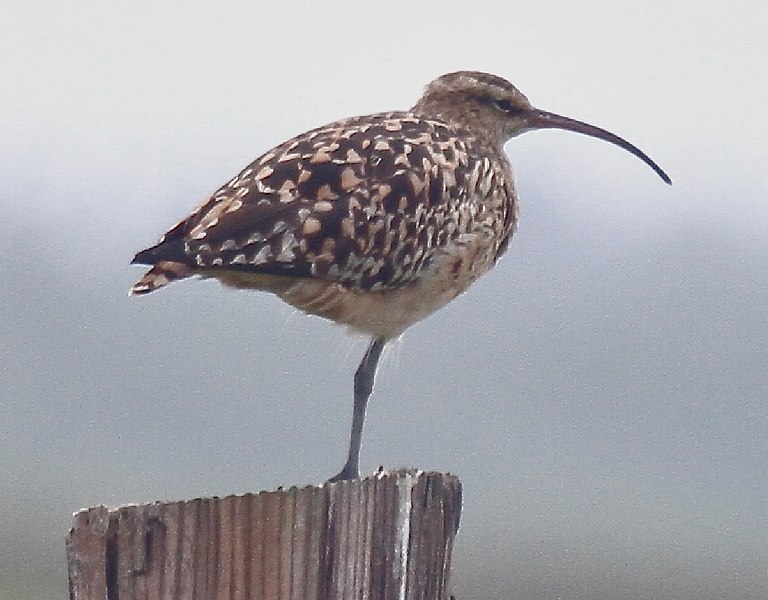 File:Bristle-thighed Curlew 3.jpg