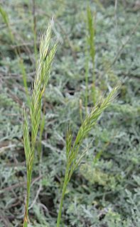 <i>Bromus arizonicus</i> Species of flowering plant