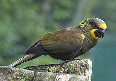 Brown Lory (Chalcopsitta duivenbodei) -7.jpg