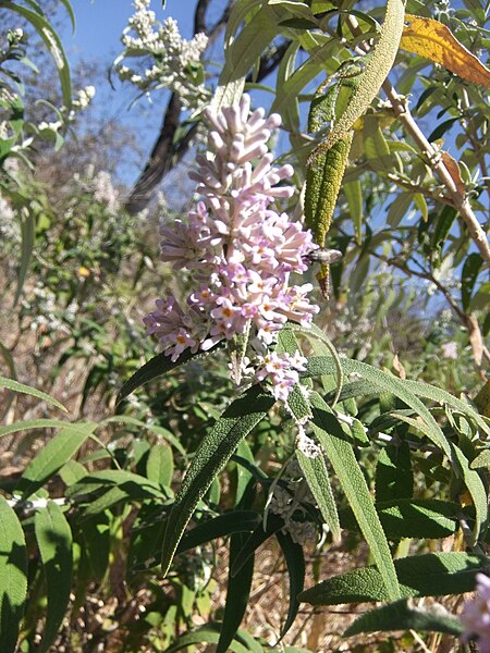 File:Buddleja salviifolia KS2011ZA226.jpg