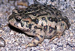 Bufo boreas01.jpg