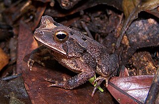 <i>Incilius canaliferus</i> Species of amphibian