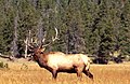Bull Elk bugling during fall mating season