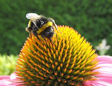 Bumblebee-Echinacea-Pollen.jpg