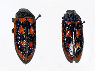 <i>Stigmodera cancellata</i> species of insect