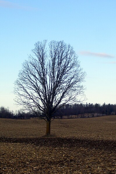 File:Burnbrae Road Tree 1807 (15760975368).jpg