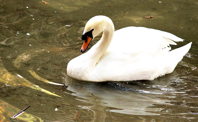 File:CISNE ZOOLOGICO CHAPULTEPEC.JPG