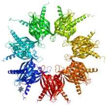 Calcium/calmodulin-dependent protein kinase II (CaMKII) is an example of a serine/threonine-specific protein kinase. CaMKII.png