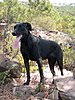 A black, short haired dog standing on a rock