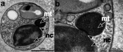 Cafileria nuclear-mitochondrial union ab.png