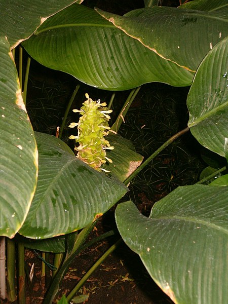 File:Calathea cylindrica BotGardBln1105PlantWithInflorescence.JPG