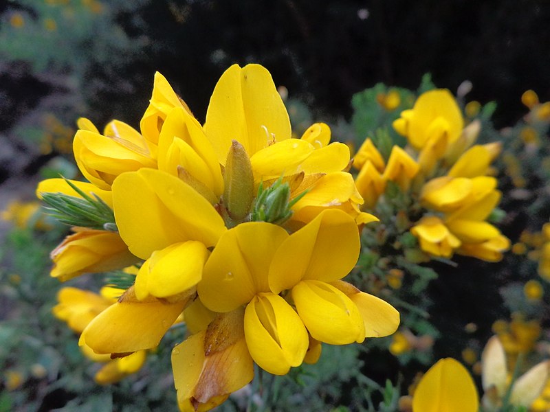 File:Calicotome spinosa (yellow flower) ooty nilgiris, india.jpg