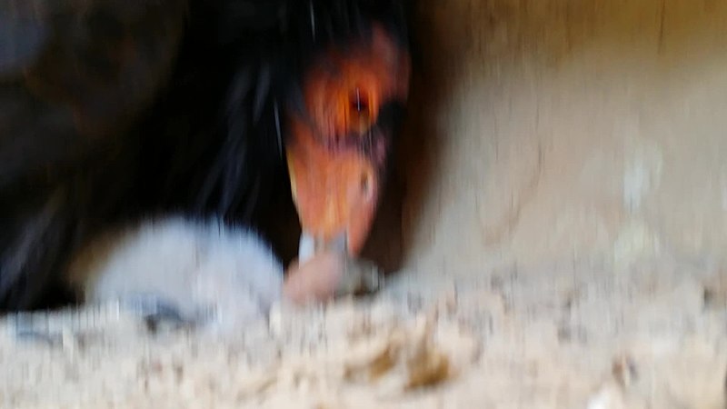 File:California condor and chick in nest. (37545163276).jpg