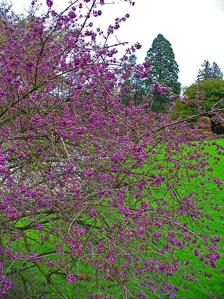 File:Callicarpa bodinieri 002.JPG