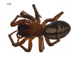 Callobius pictus