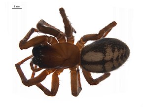 Kuvan kuvaus Callobius pictus f2.jpg.