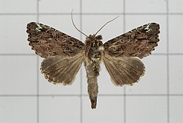 Callopistria clava