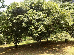 Beschrijving van de afbeelding van Caloncoba Glauca - Plant3.jpg.