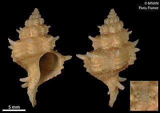 <i>Calotrophon carnicolor</i> Species of gastropod